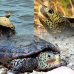 Eastern Florida Diamondback Terrapin