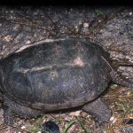 Florida Snapping Turtle