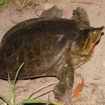Florida Softshell