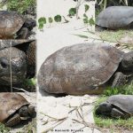 Gopher Tortoise