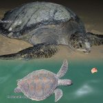 Green Sea Turtle
