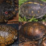 Gulf Coast Box Turtle