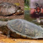Loggerhead Musk Turtle