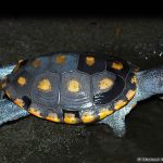 Mangrove Diamondback Terrapin