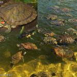 Red-eared Slider