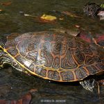 River Cooter