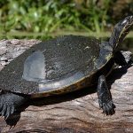 Suwannee Cooter