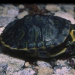 Yellowbelly Slider