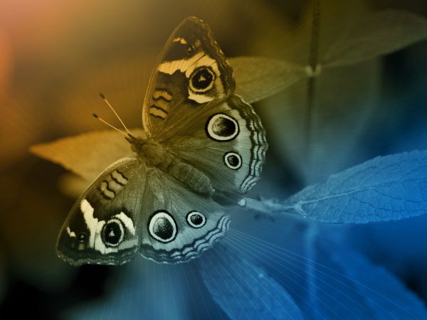butterfly