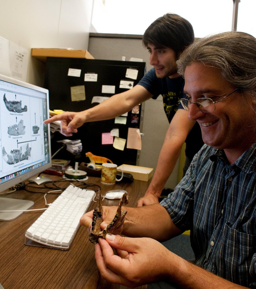Stephen Chester, left, and Jon Bloch examine the jaw of a new species of carnivorous mammal at the Florida Museum. The hyena-like animal, Palaeonictis wingi, is described in a new study. Examining fossil jaw