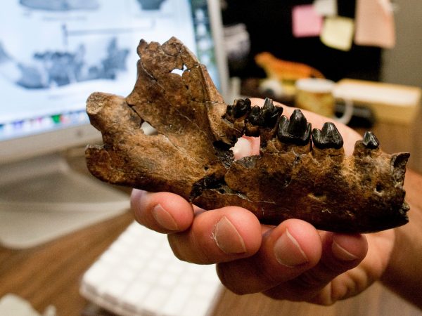 carnivorous mammal jaw