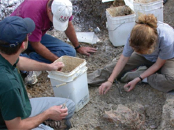 finding fossils