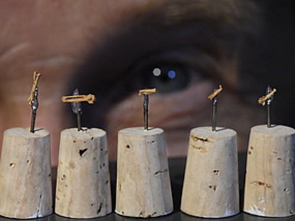 hummingbird fossils