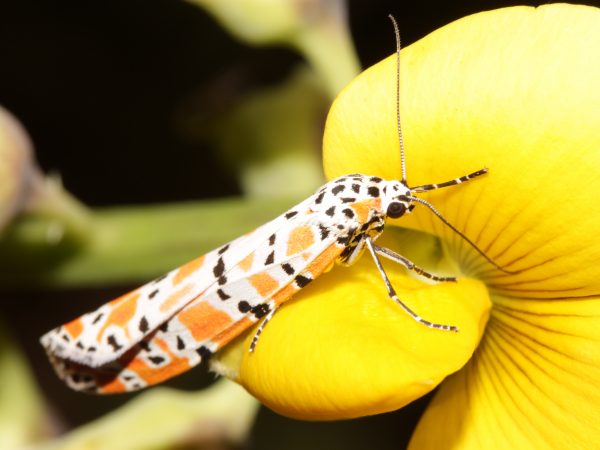 Bella moth