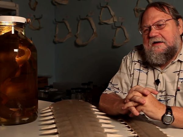 Save the sawfish effort, video screen shot