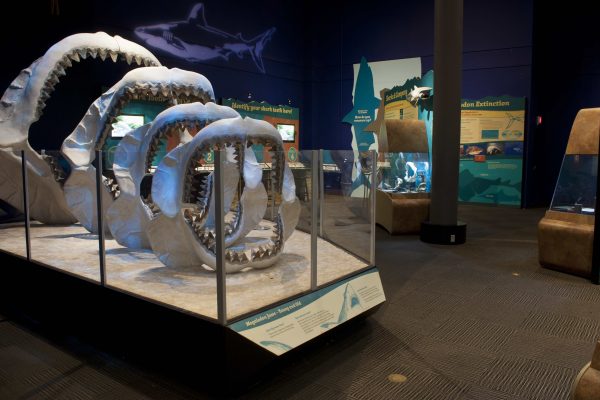 The Florida Museum's traveling Megalodon exhibit features this progression of jaws. Printed replicas of fossils enables students to interact with specimens normally kept behind glass. Florida Museum of Natural History photo by Jeff Gage jaws in exhibit