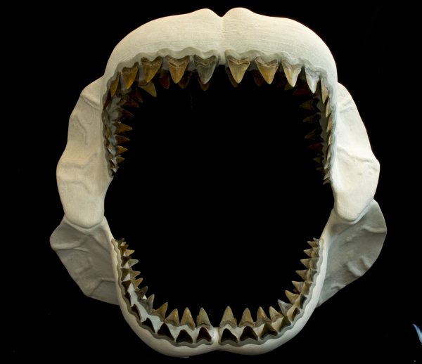 Megalodon, the world's biggest shark, dominated the ocean 23 to 2.6 million years ago. Florida Museum of Natural History photo by Jeff Gage Megalodon, the world's biggest shark, dominated the ocean 23 to 2.6 million years ago. Florida Museum of Natural History photo by Jeff Gage