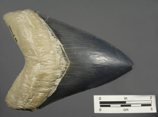 Most megalodon teeth are 4 to 5 inches long. Florida Museum photo by Kurt Auffenberg megalodon tooth