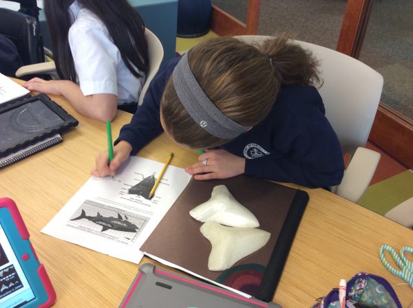 A student at Academy of the Holy Names in Tampa uses 3-D printed Megalodon teeth to calculate the massive shark's body length. Photo courtesy of Megan Higbee Hendrickson A student at Academy of the Holy Names in Tampa uses 3-D printed Megalodon teeth to calculate the massive shark's body length. Photo courtesy of Megan Higbee Hendrickson