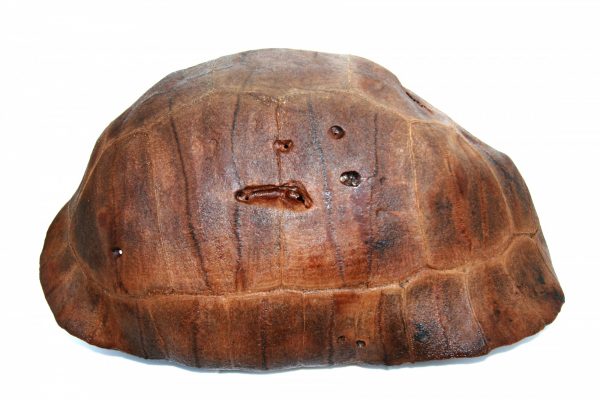 The extinct tortoise's fossil shell has predatory bite marks on it. Florida Museum of Natural History photo courtesy of Nancy Albury tortoise fossil shell with bite marks