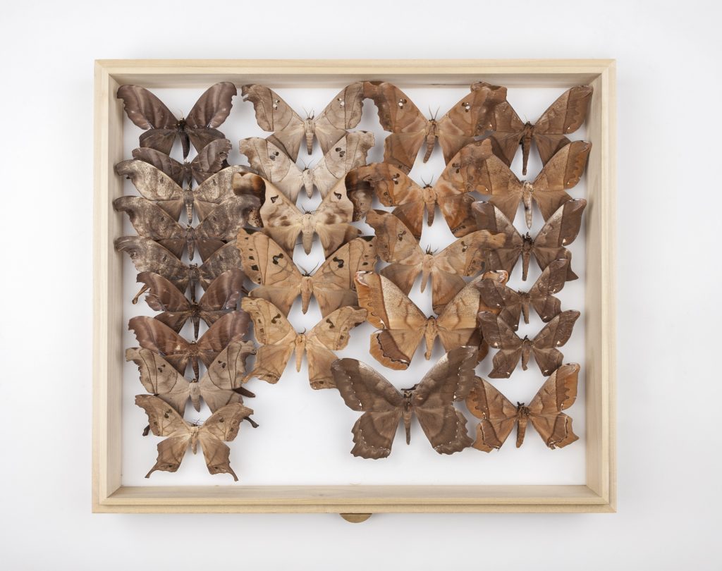 Brown, preserved moths displayed in a drawer
