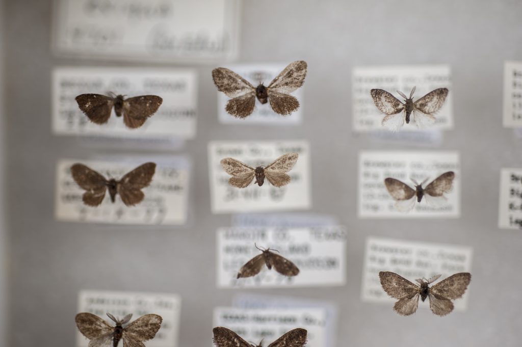 Small, brown moths with their collection data
