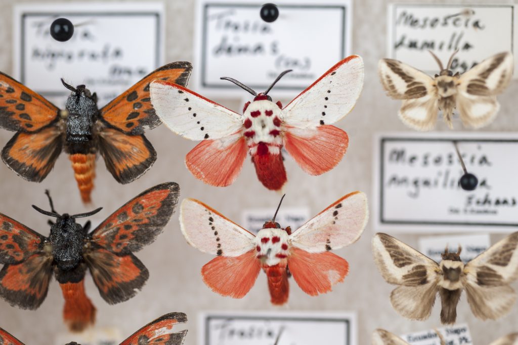 Red and pink moth specimens displayed between two other species