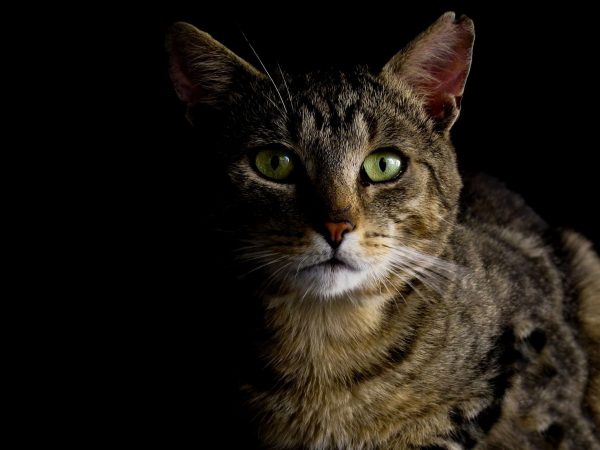 Domestic cat