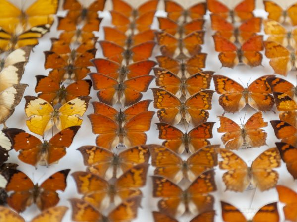 orange butterflies