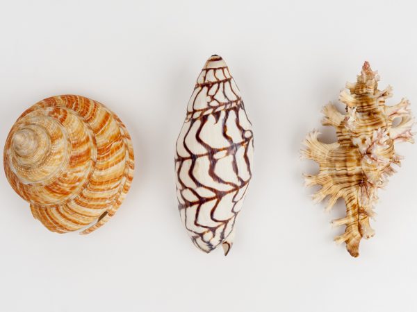 Three shell specimens