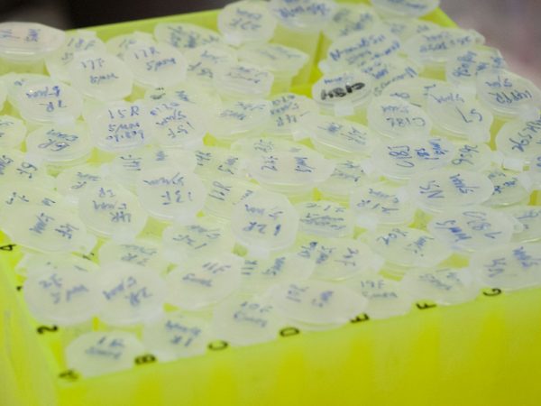 vials in yellow tray