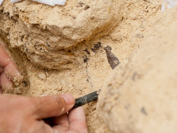 hands digging in dirt for fossil