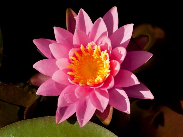 pink lily against dark water