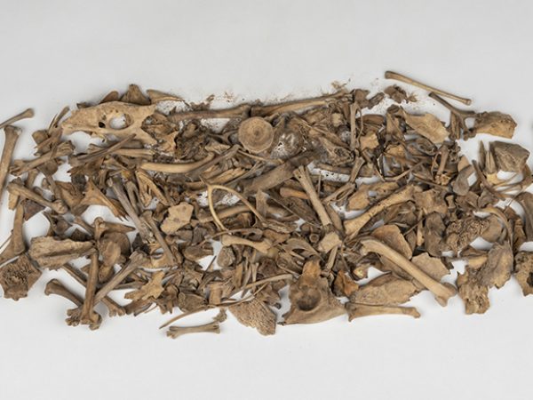 small bones