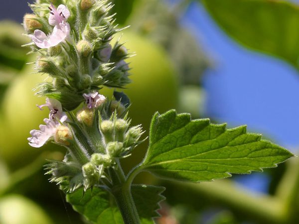Catnip in blossom