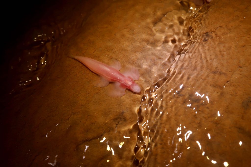 Close-up of a cave angel fish