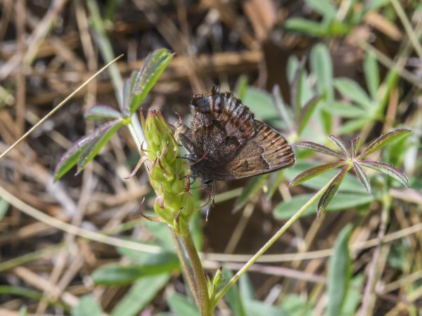 butterfly on plant