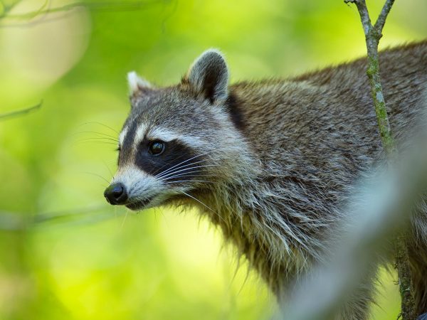 raccoon