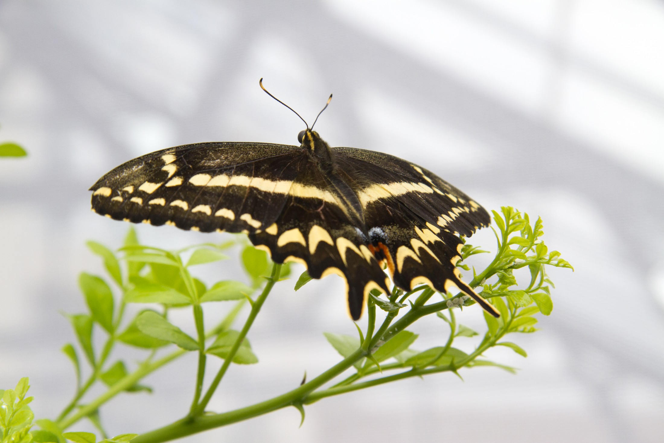 Schaus' swallowtail butterfly perched on wild lime