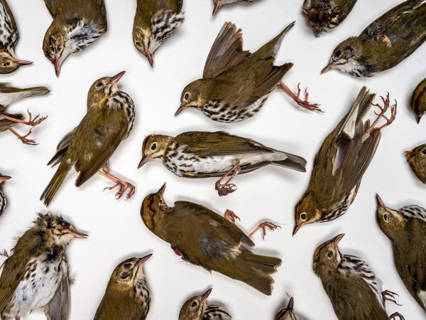 dead birds