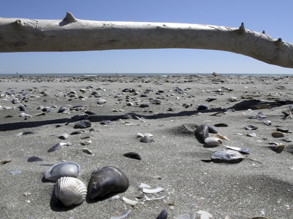 Image of a sandy shore strewn with seashells and driftwood