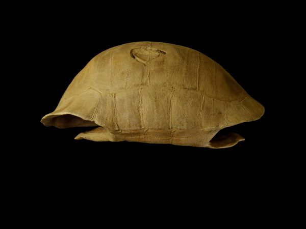 Tortoise shell on a black background