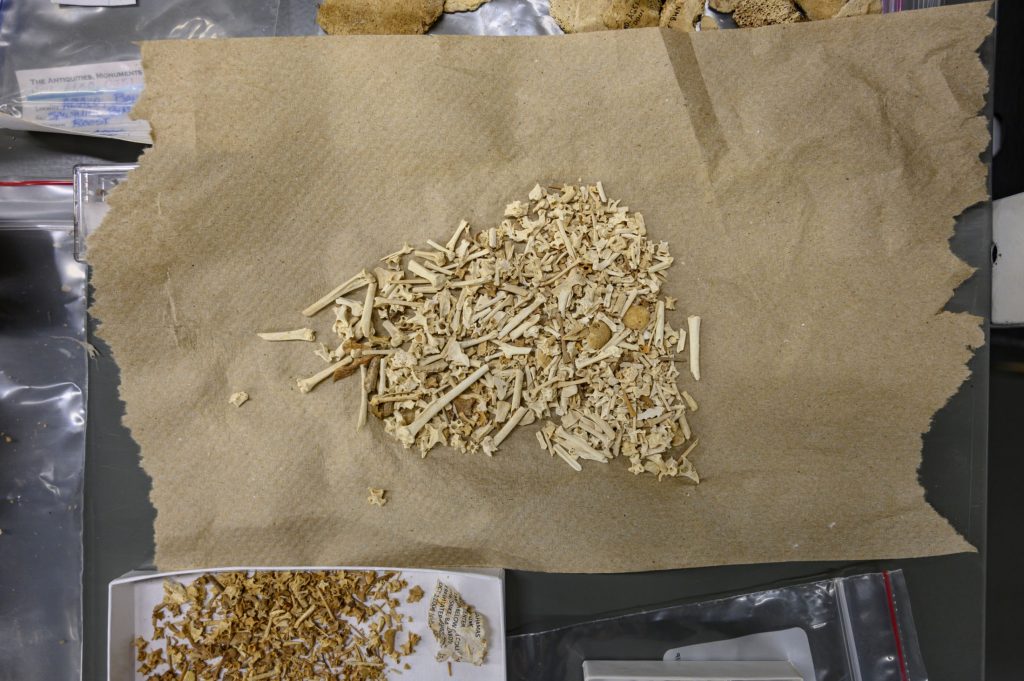 Fossilized bones arranged in a pile