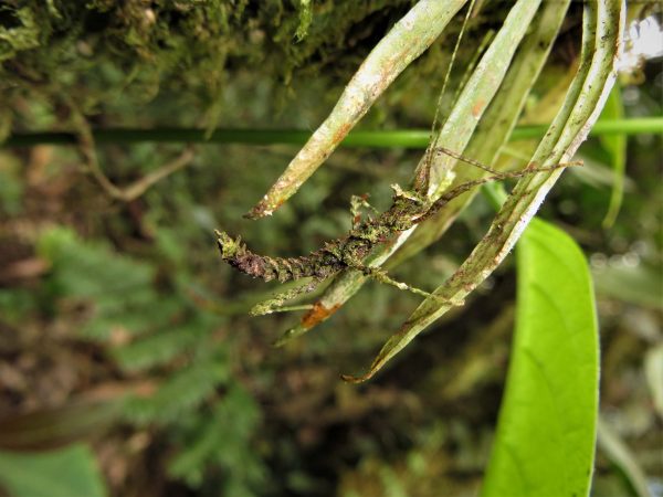 Green-brown insect on long green leaves