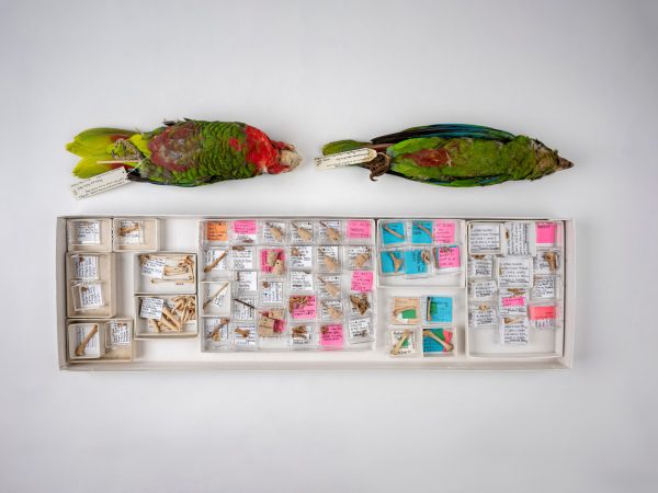 Two parrot specimens arranged on a white surface above a box full of parrot fossils