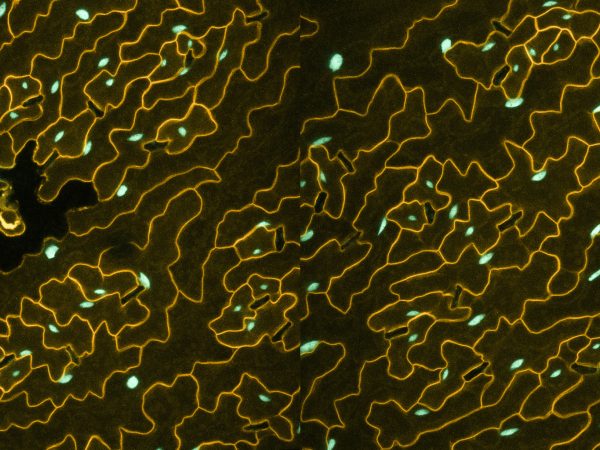 Fluorescent image of cells with brightly colored nuclei.