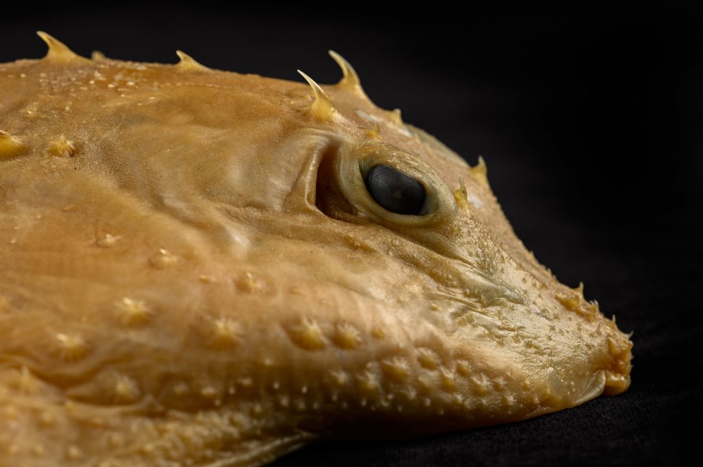 Photograph of a thorny skate museum specimen on a black background, with a close up of the head and right eye.
