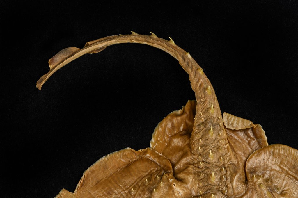 Photo of a thorny skate museum specimen, focusing on the tail.