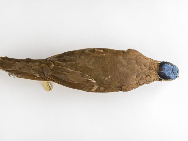 bird specimen showing brown feathers along the back and blue feathers on the head