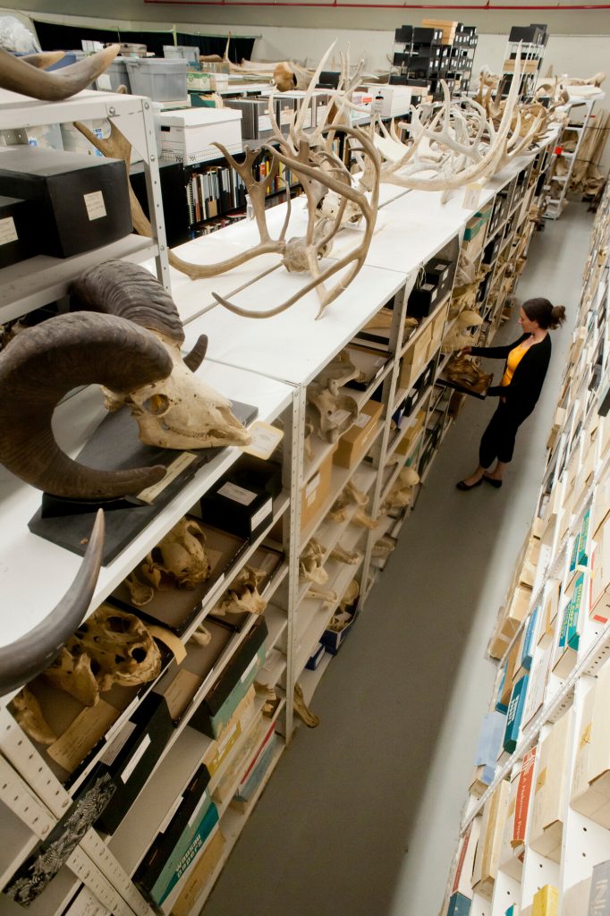 shelves filled with specimens in the mammals collection